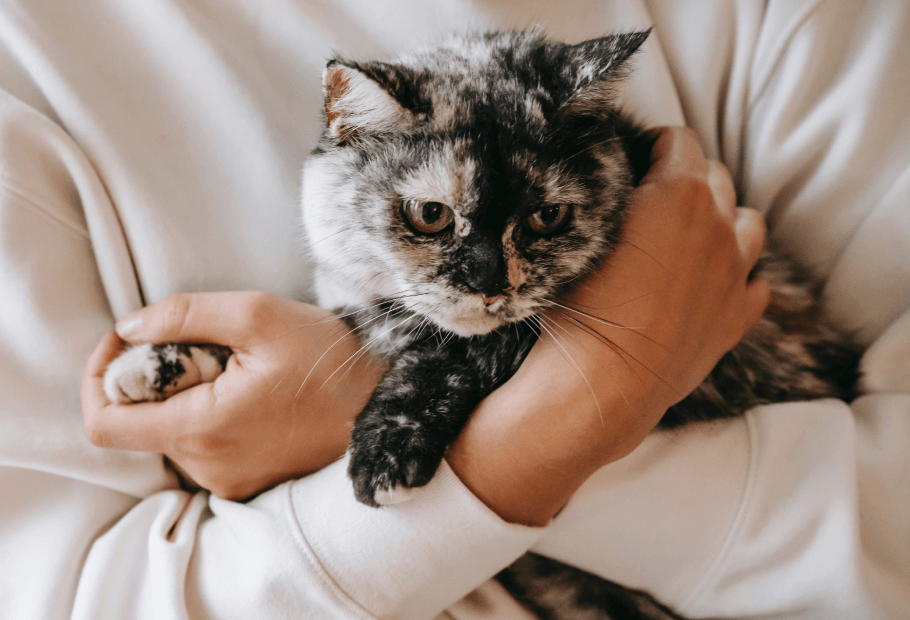 Pet Urgent Care Near Me 29412 James Island Veterinary Hospital