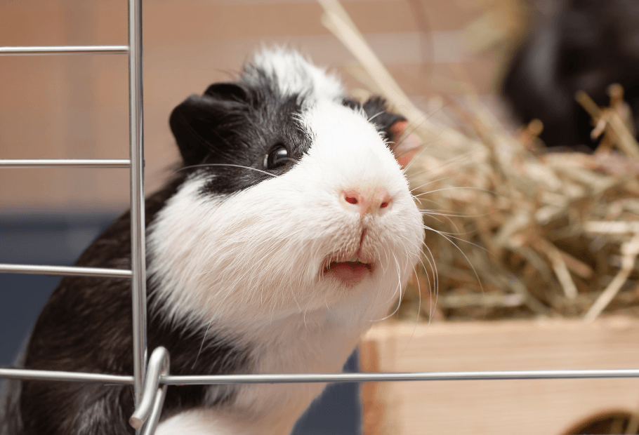 Exotic Pet Care